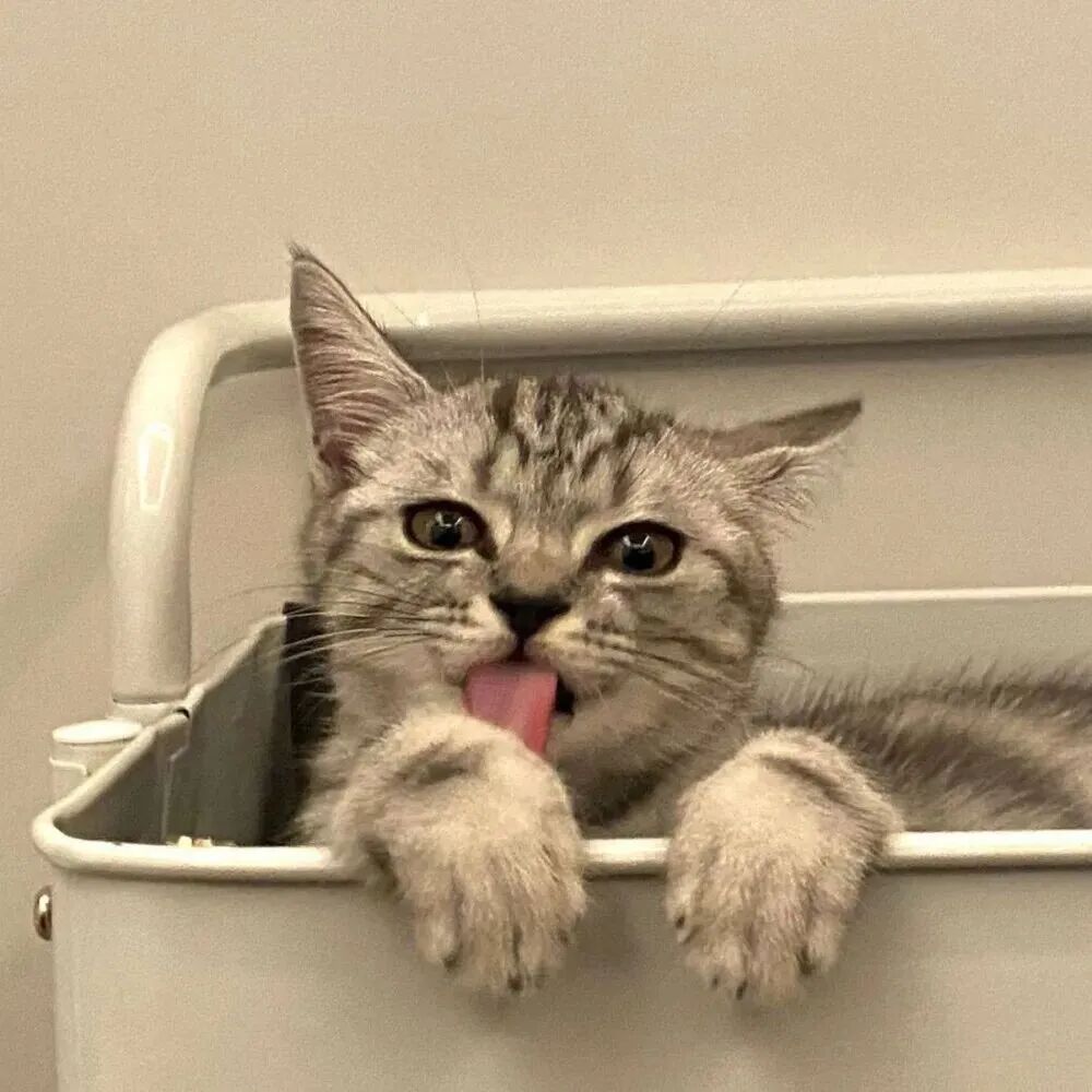 萌宠 萌宠头像 宠物  猫