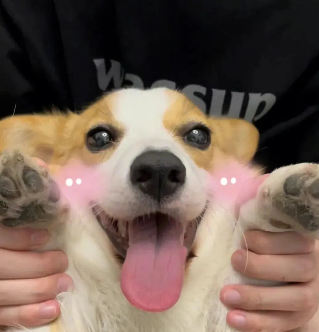 萌宠 萌宠头像 狗 宠物