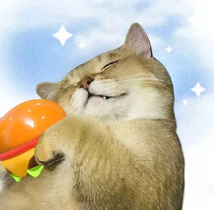萌宠 萌宠头像 宠物  猫