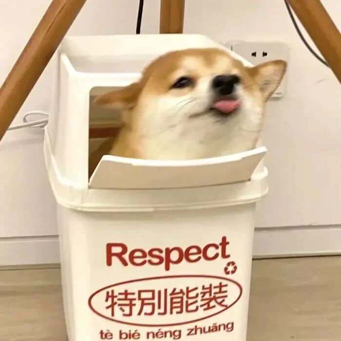 萌宠 萌宠头像 宠物  狗