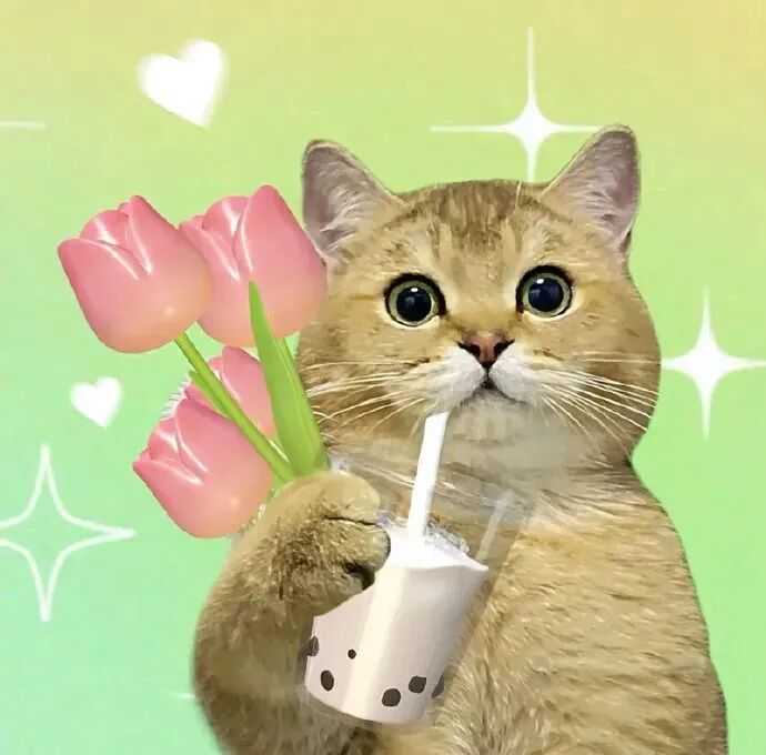 萌宠 萌宠头像 宠物  猫