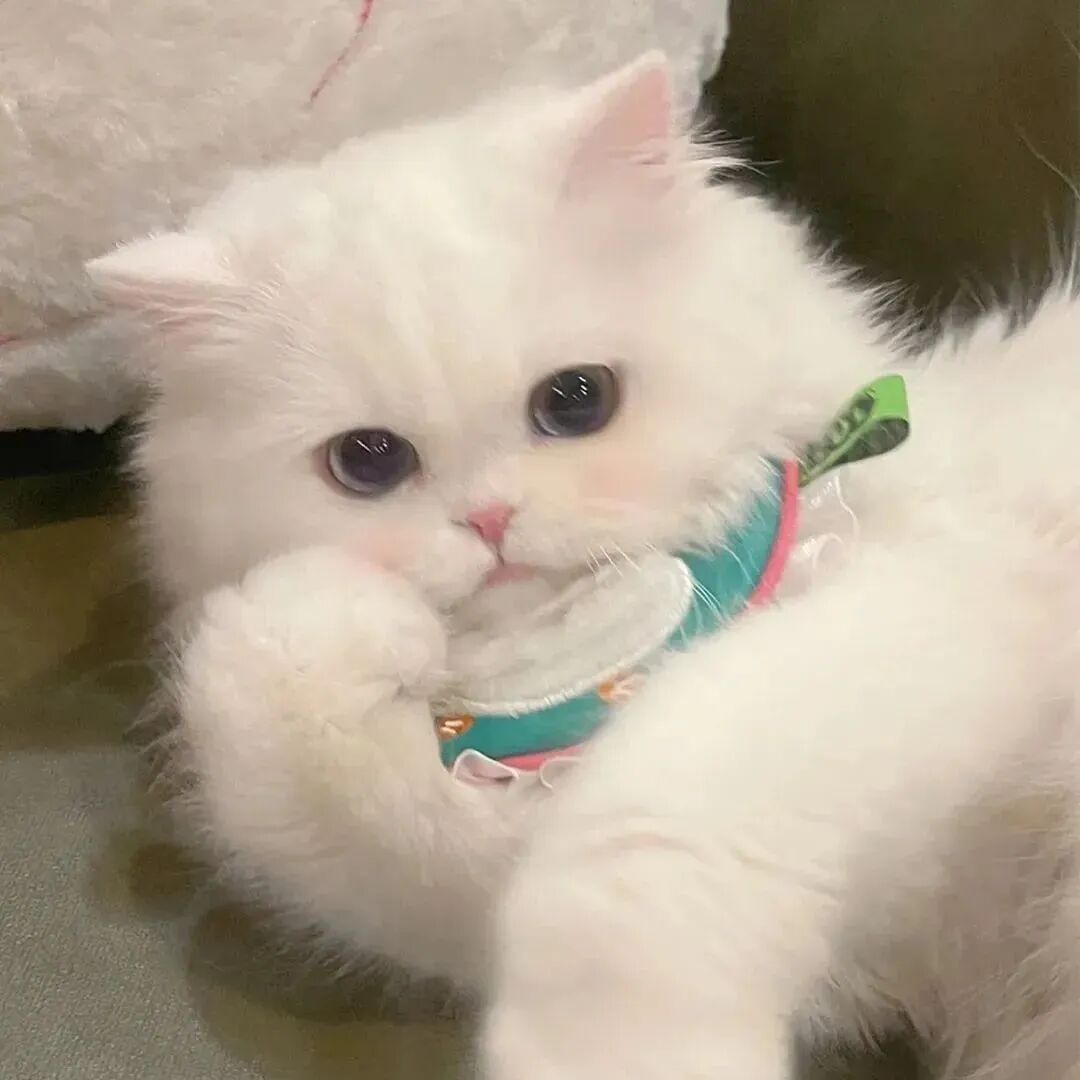 萌宠 萌宠头像 宠物  猫