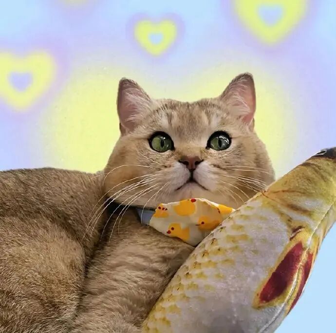 萌宠 萌宠头像 宠物  猫