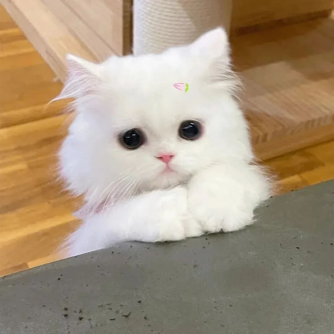 萌宠 萌宠头像 宠物  猫