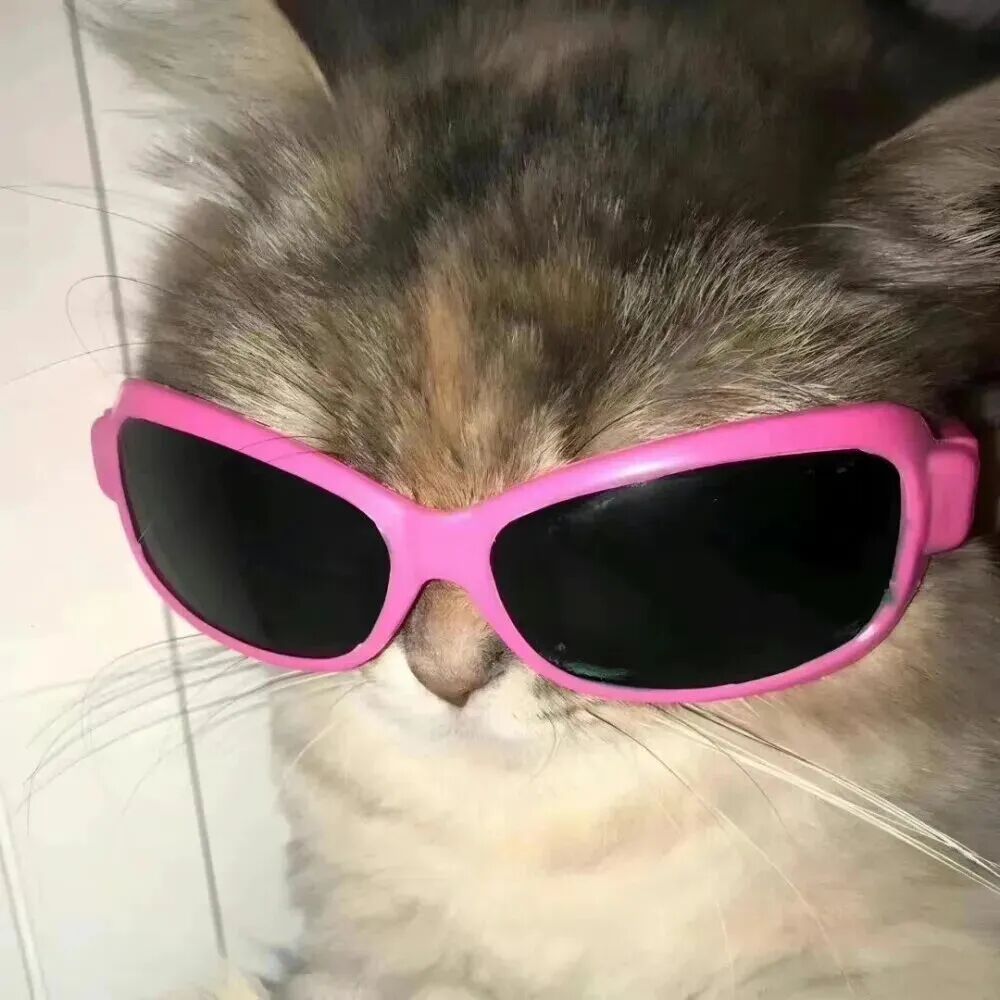 nmojjngoumaozhouyu墨镜猫咪狗狗动物萌宠情侣头像