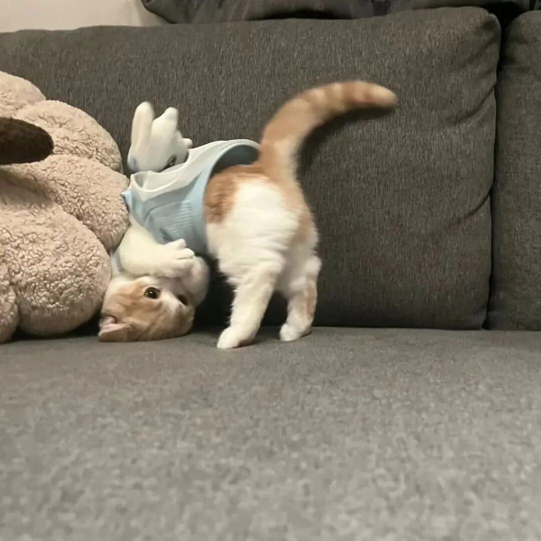 猫咪萌宠头像