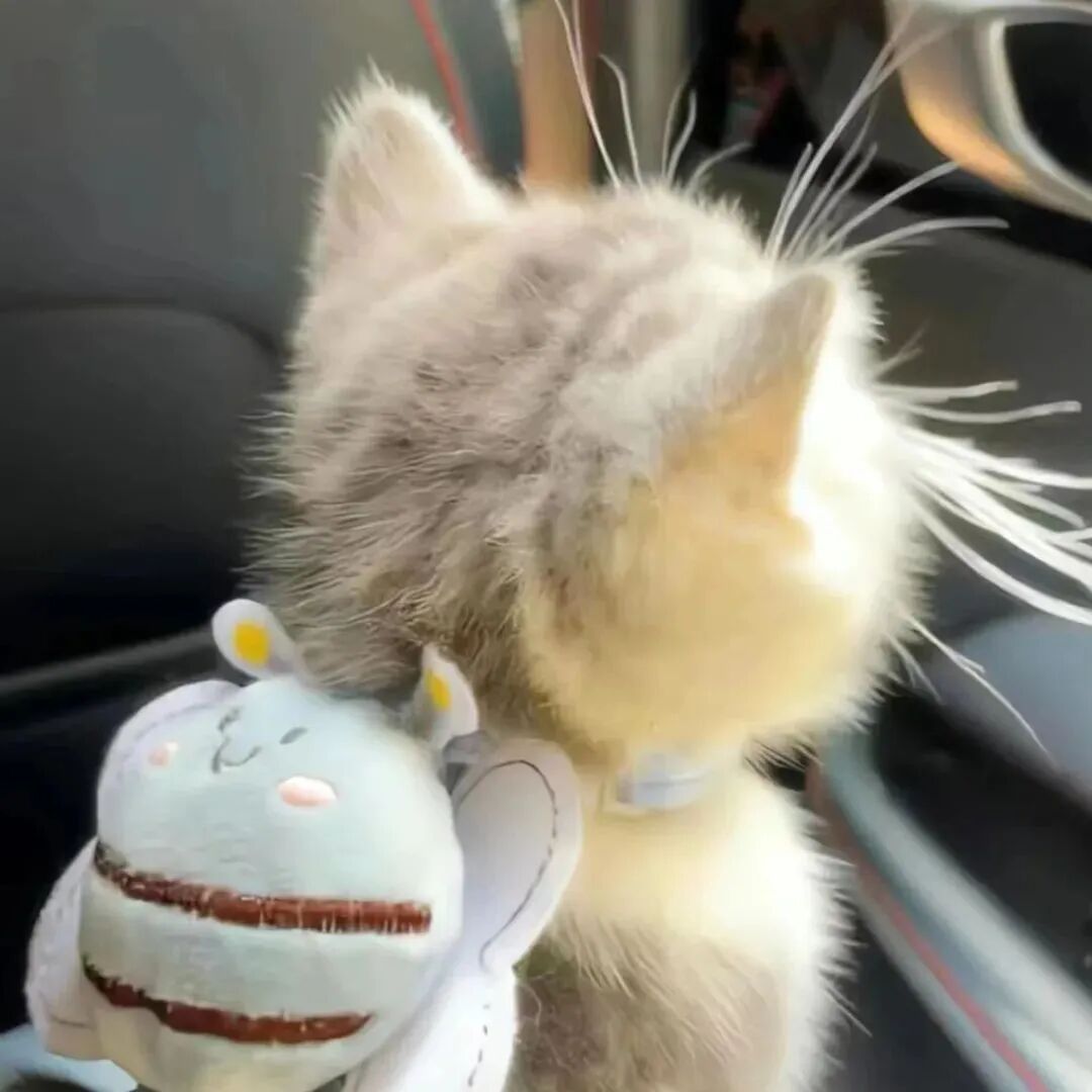 猫咪萌宠头像