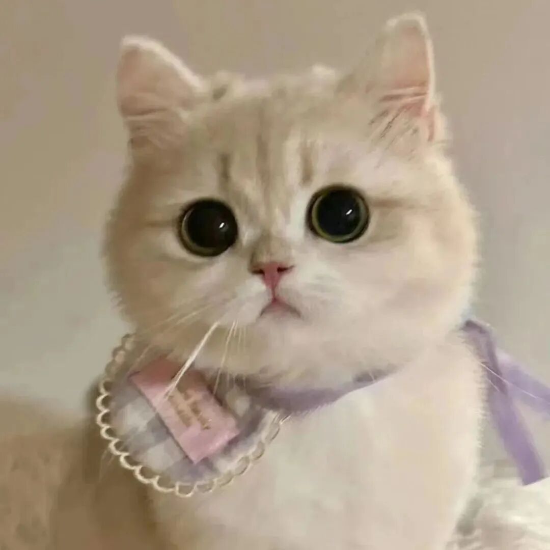 猫咪萌宠头像