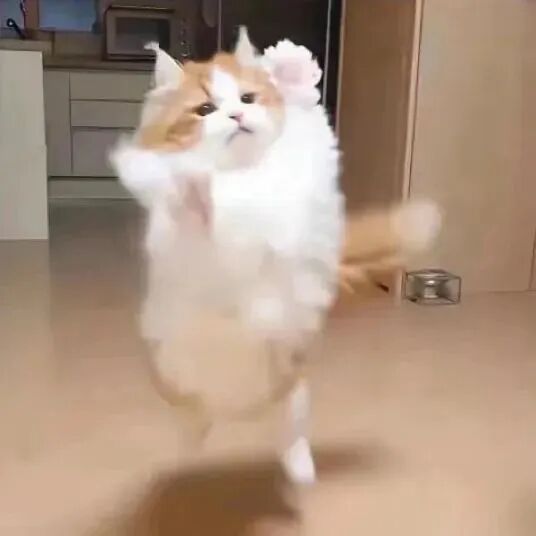 猫咪萌宠头像