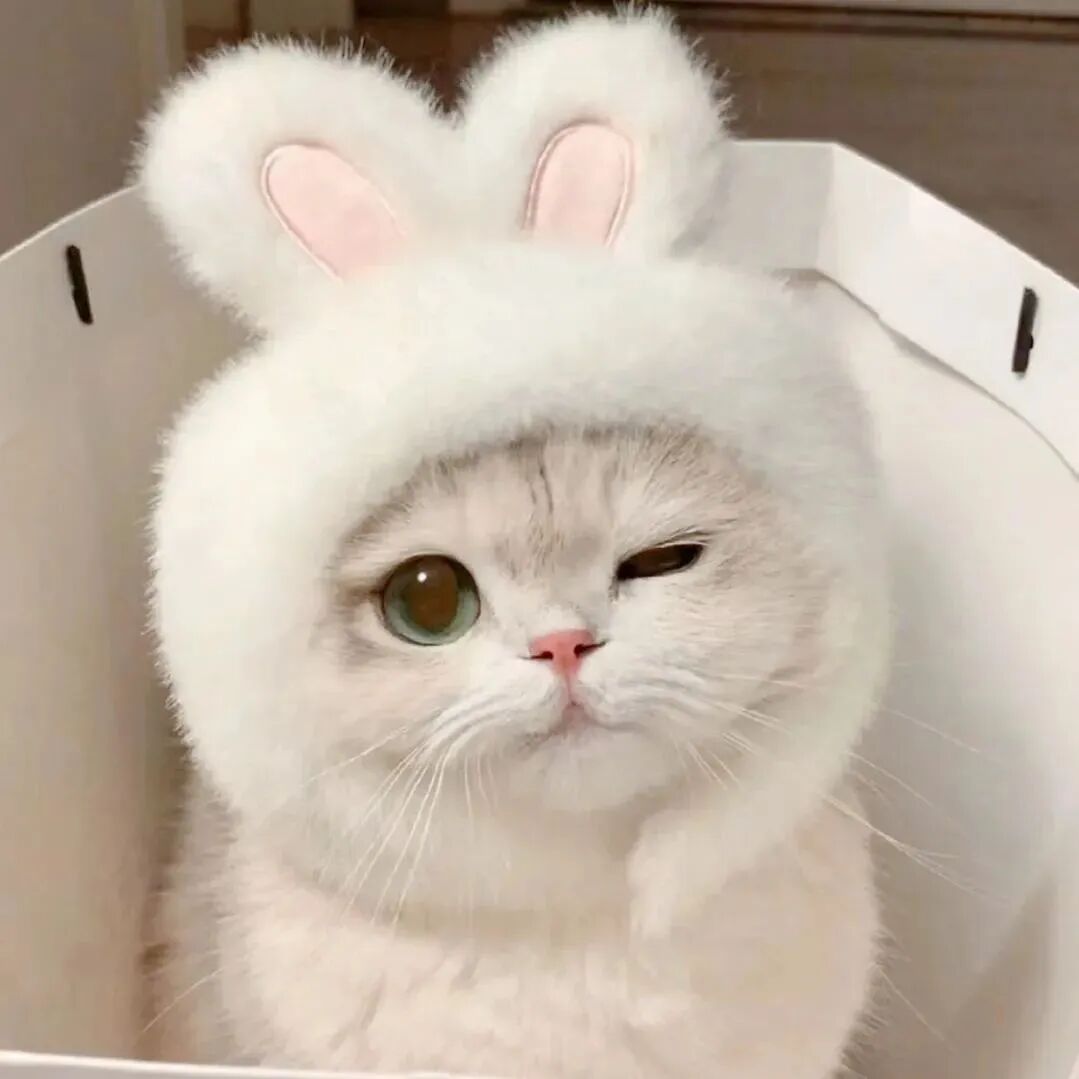 猫咪萌宠头像