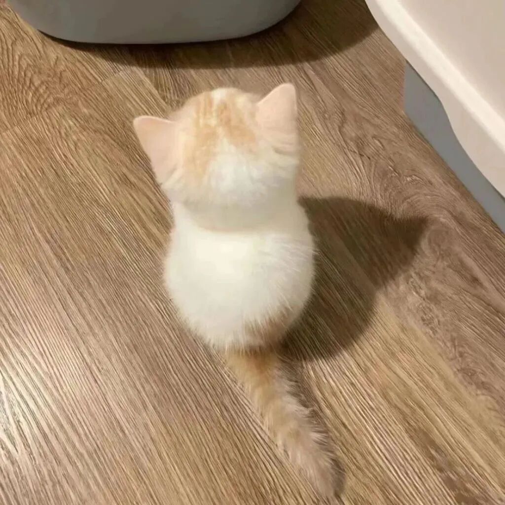 猫咪萌宠头像