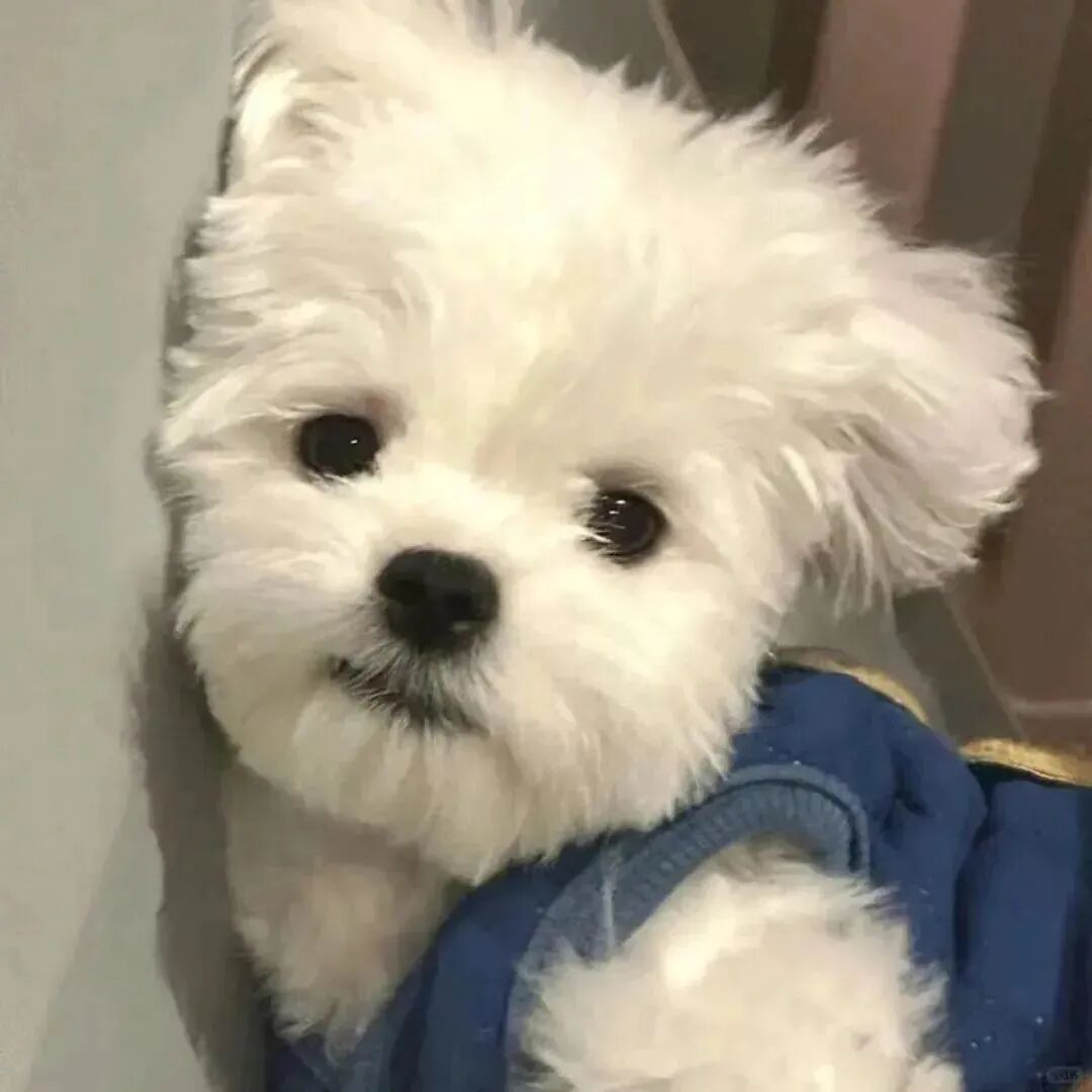 狗狗萌宠头像