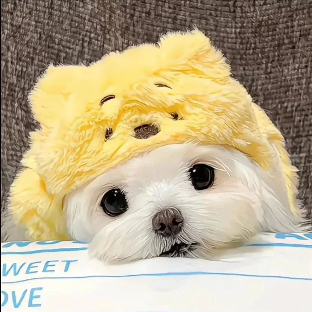zgouzwanyqduoliya可爱狗狗萌宠情侣头像