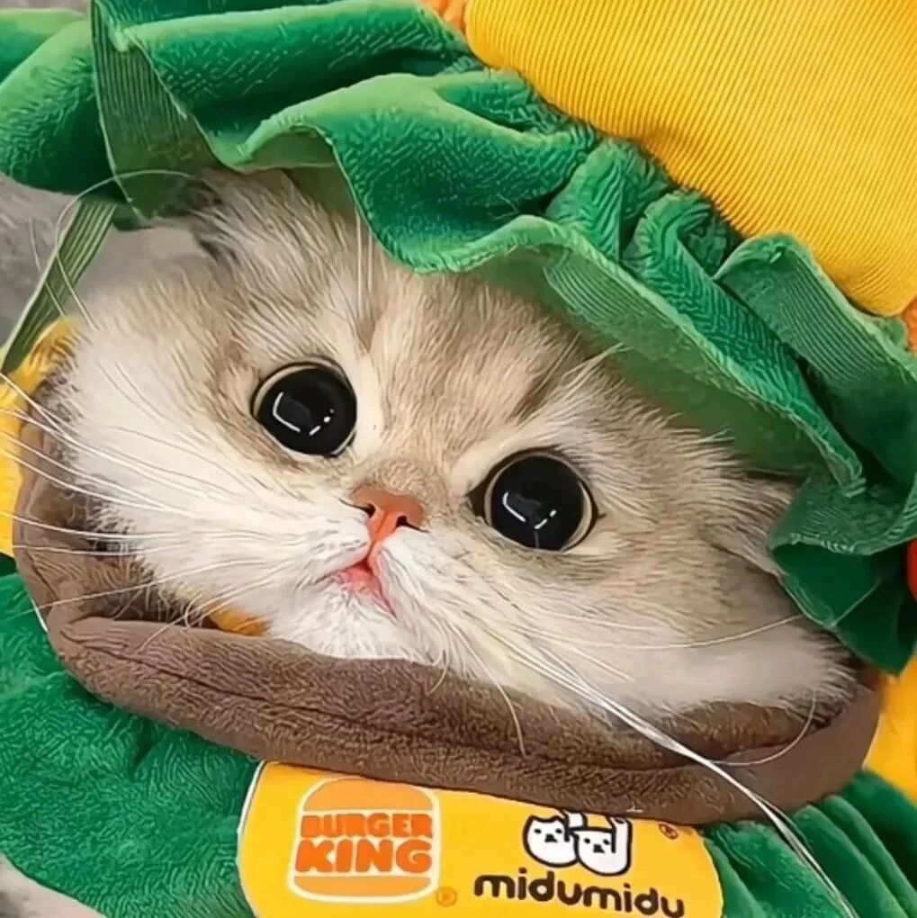 zrhuglvamcatduoliya可爱猫咪萌宠情侣头像