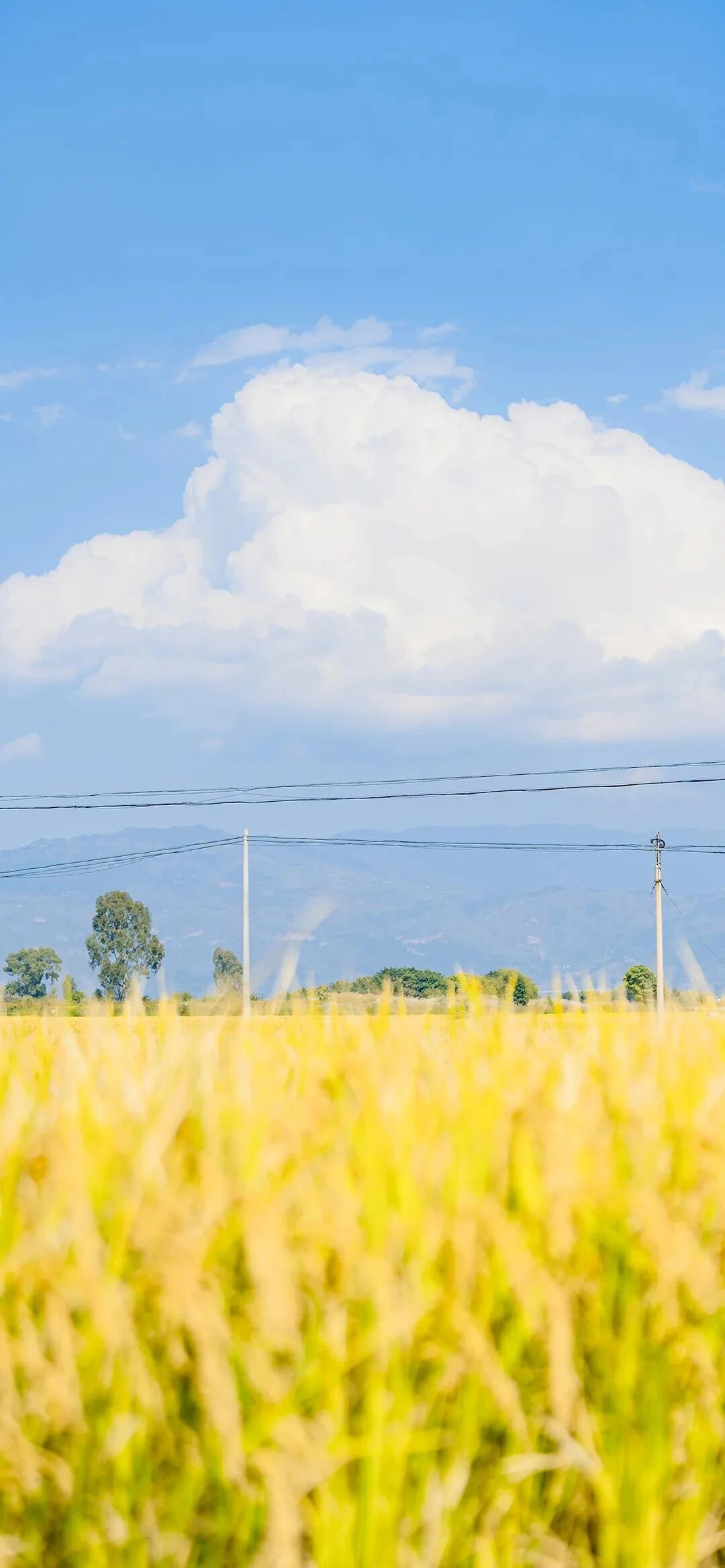 风景