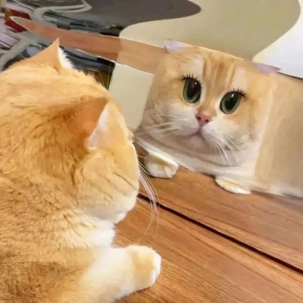kcatguilianduoliya可爱猫咪情侣头像