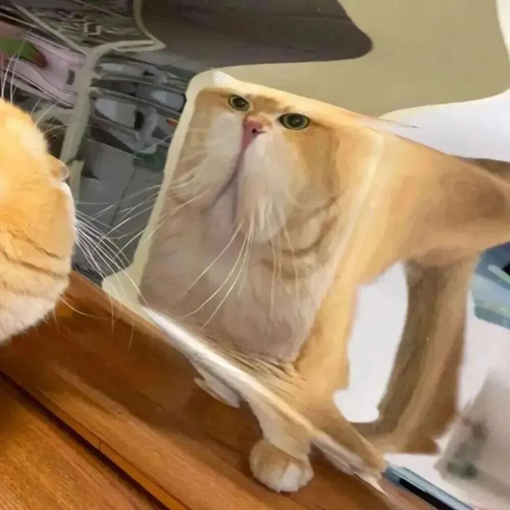 kcatguilianduoliya可爱猫咪情侣头像