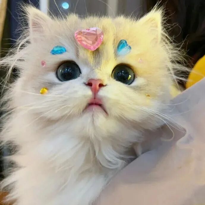 znfaugoduncatnklduoliya猫狗萌宠情侣头像