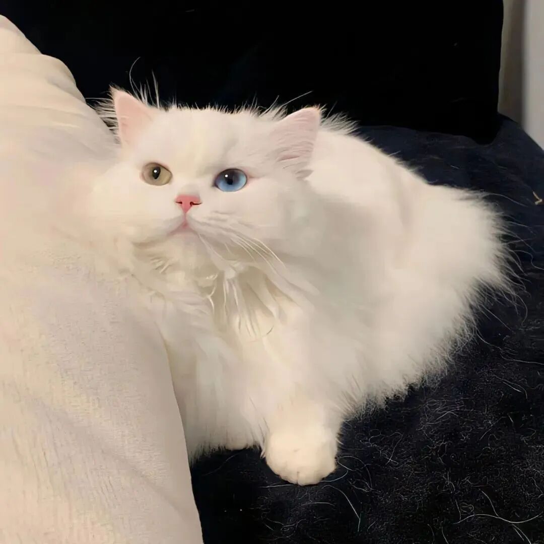 猫咪萌宠头像