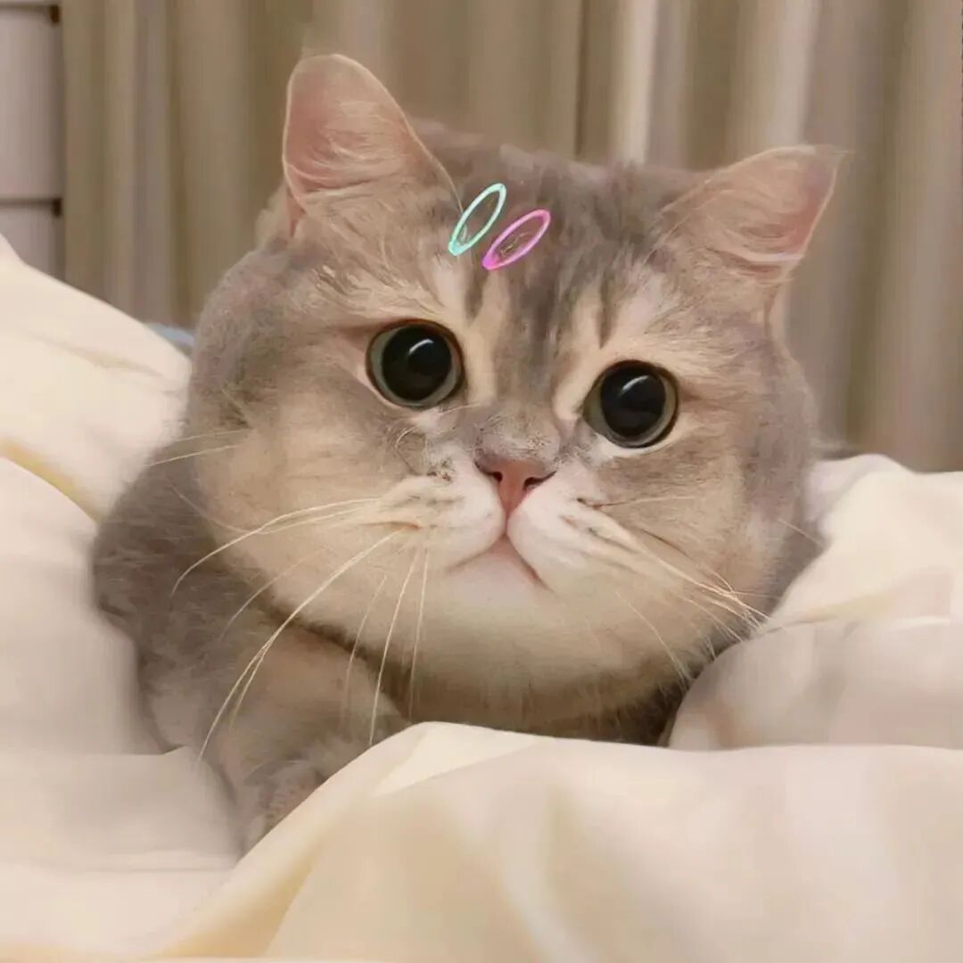 猫咪萌宠头像
