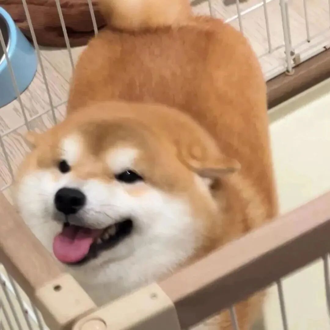 柴犬狗狗萌宠头像