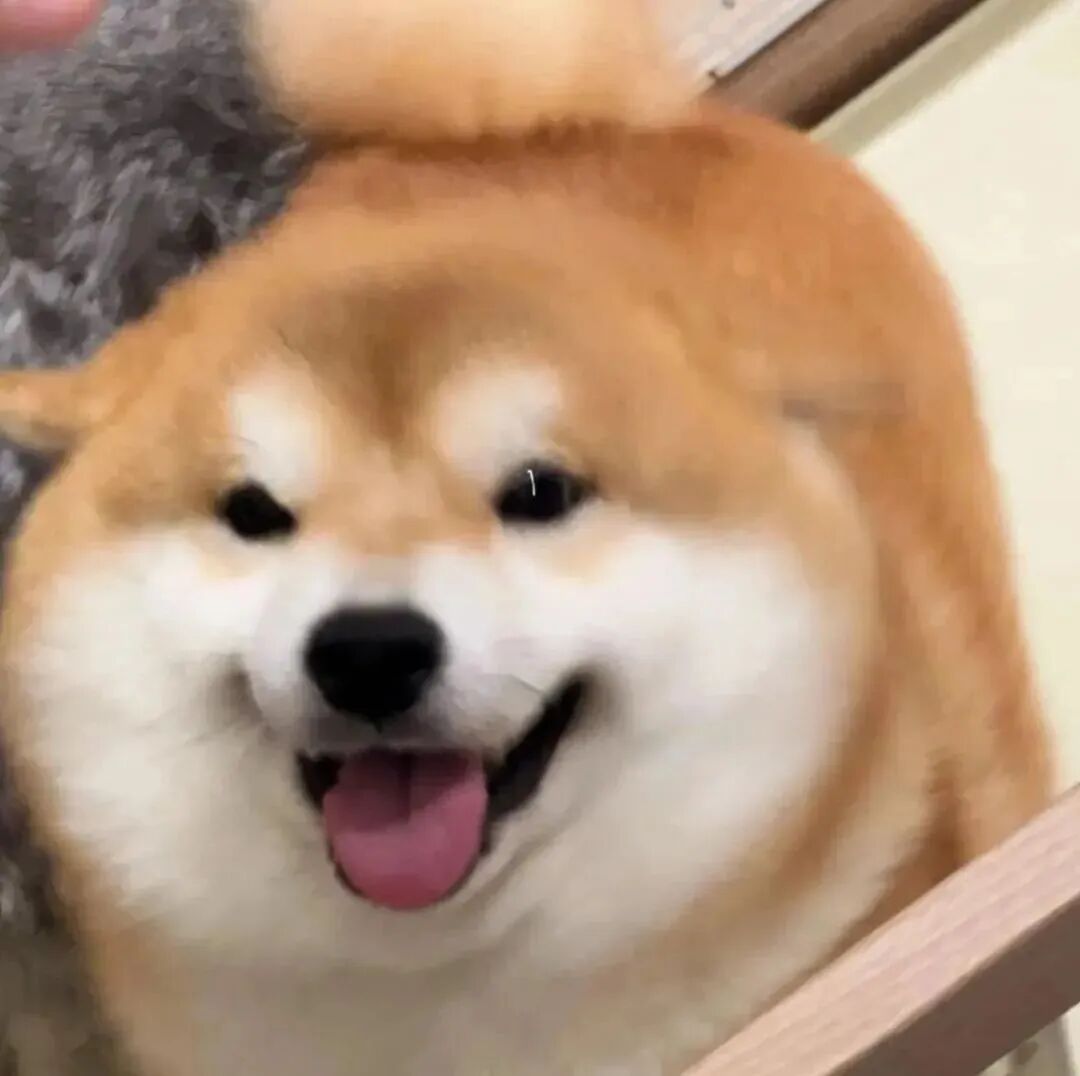 柴犬狗狗萌宠头像