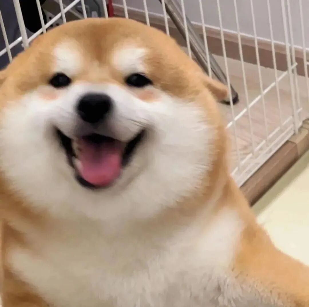柴犬狗狗萌宠头像