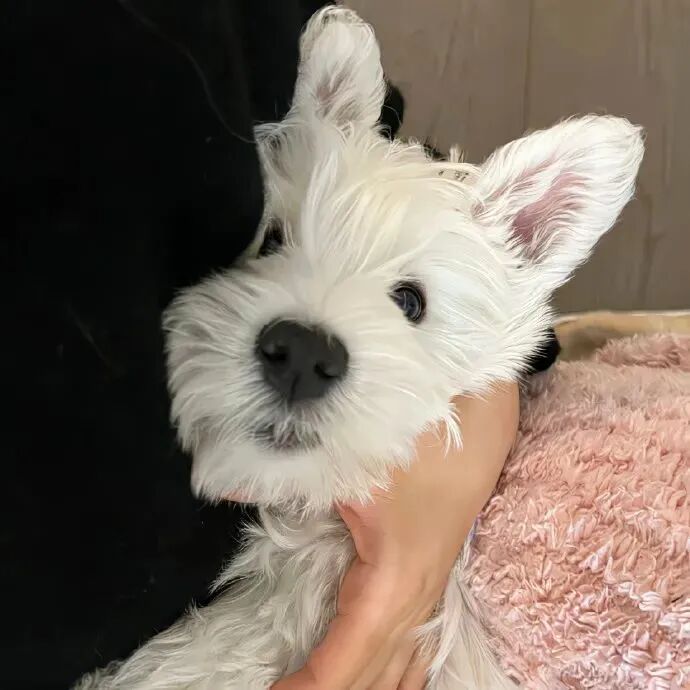 狗狗萌宠头像