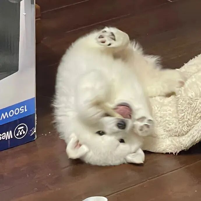 狗狗萌宠头像