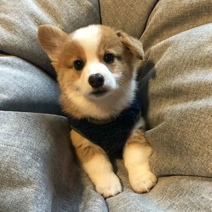 狗狗萌宠头像