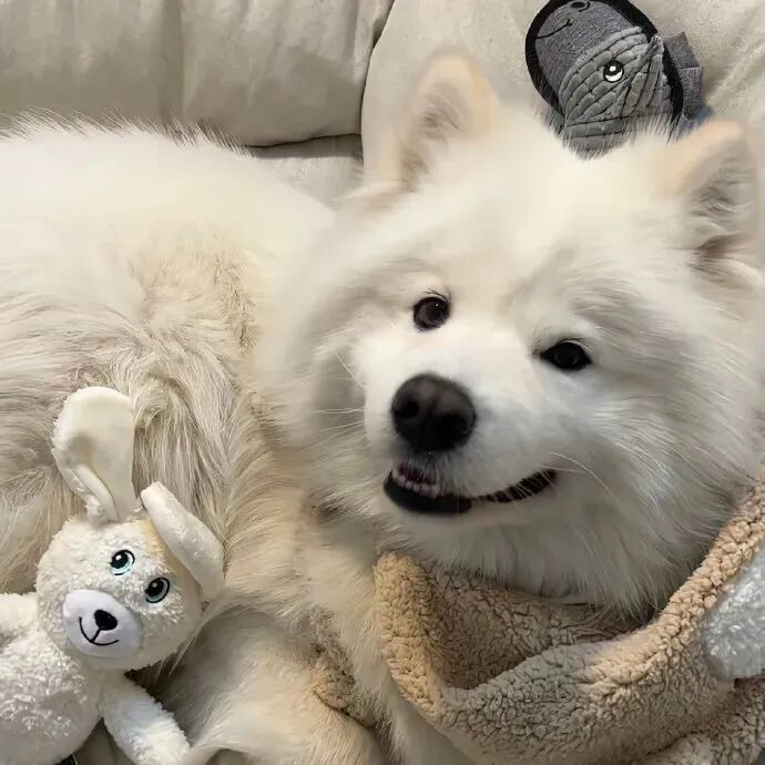 狗狗萌宠头像