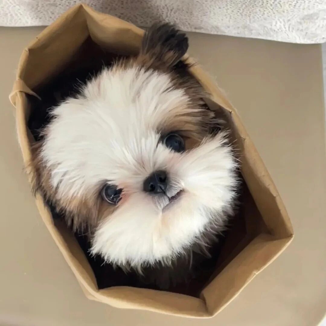 狗狗萌宠头像