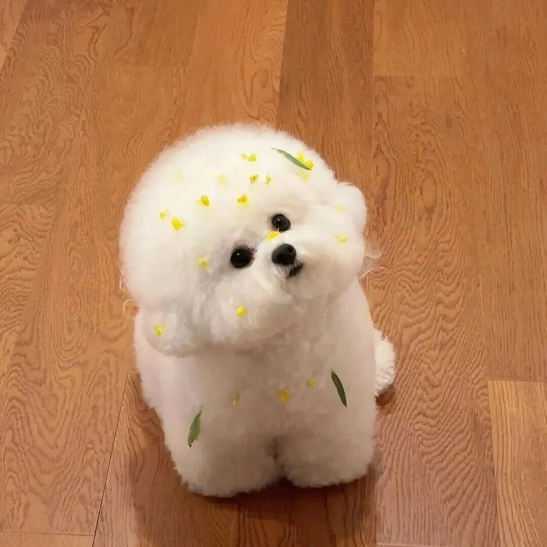 狗狗萌宠头像