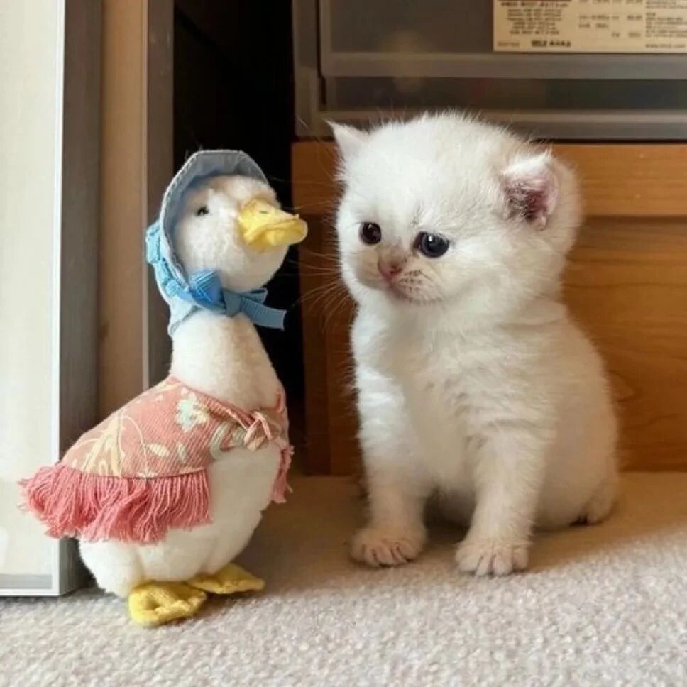 猫咪萌宠头像