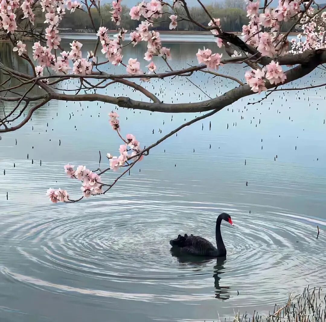 天鹅朋友圈背景图