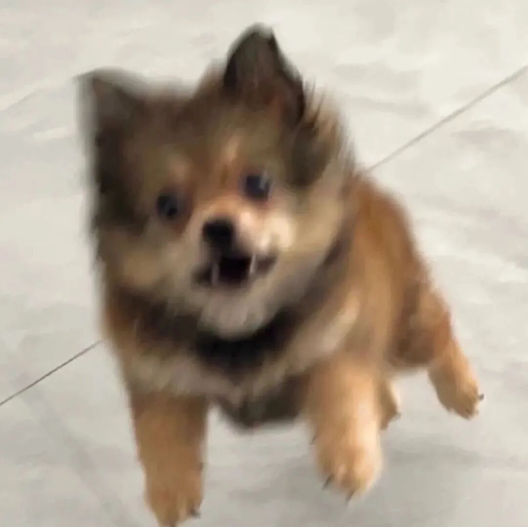 沙雕搞怪狗狗萌宠头像