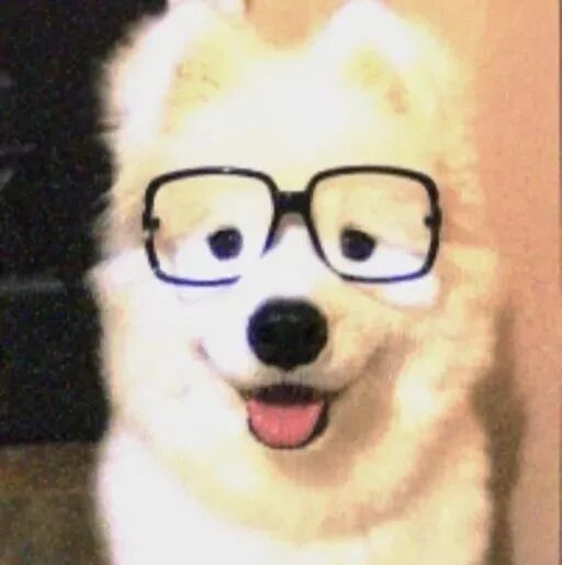 狗狗萌宠头像
