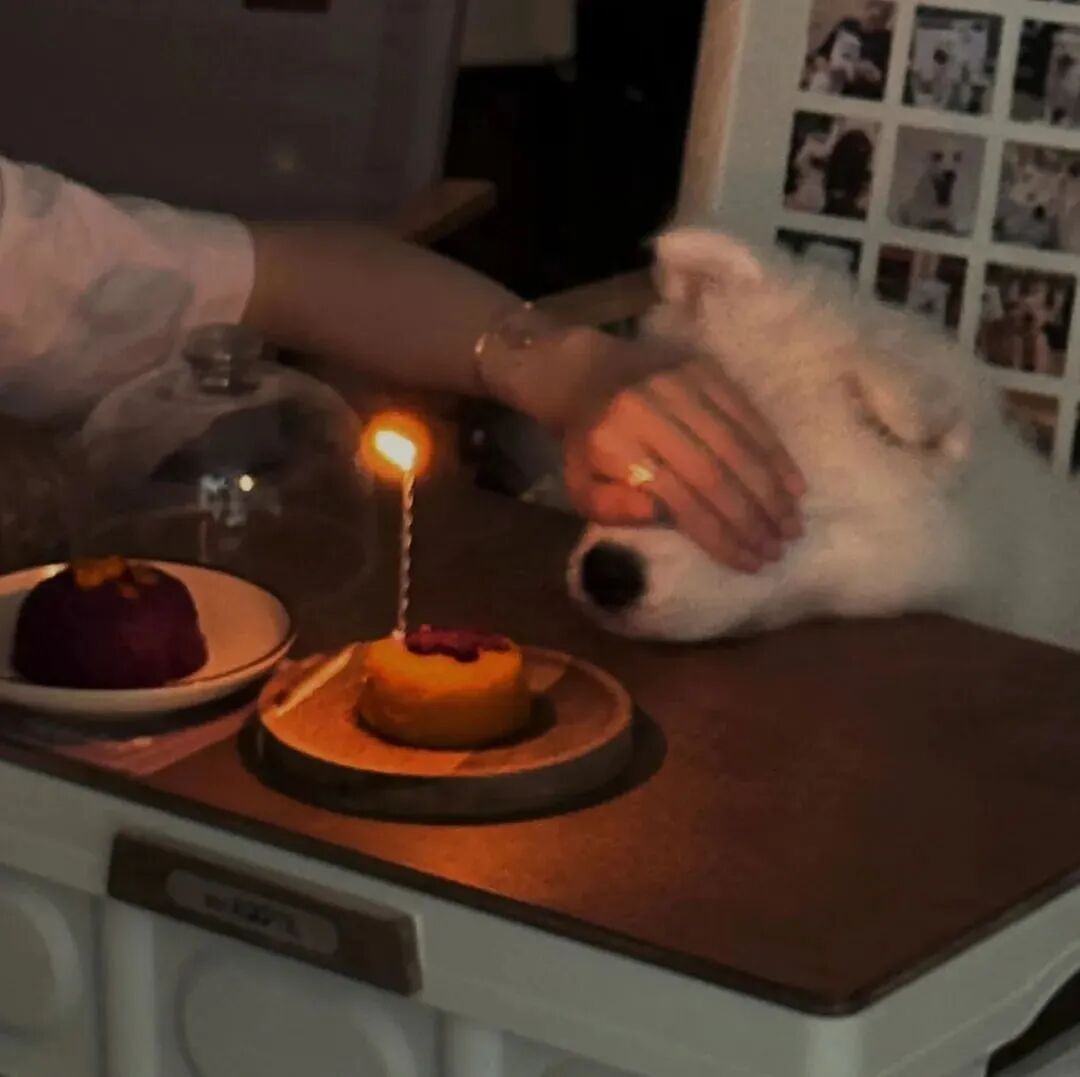 生日快乐狗狗萌宠头像