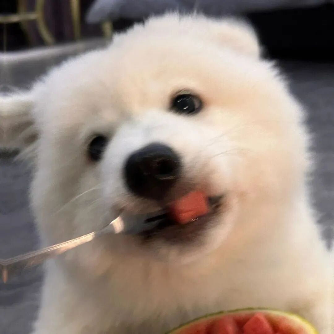狗狗萌宠头像