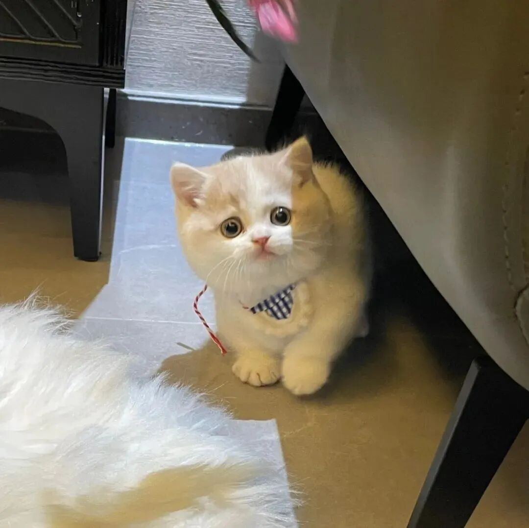猫咪萌宠头像