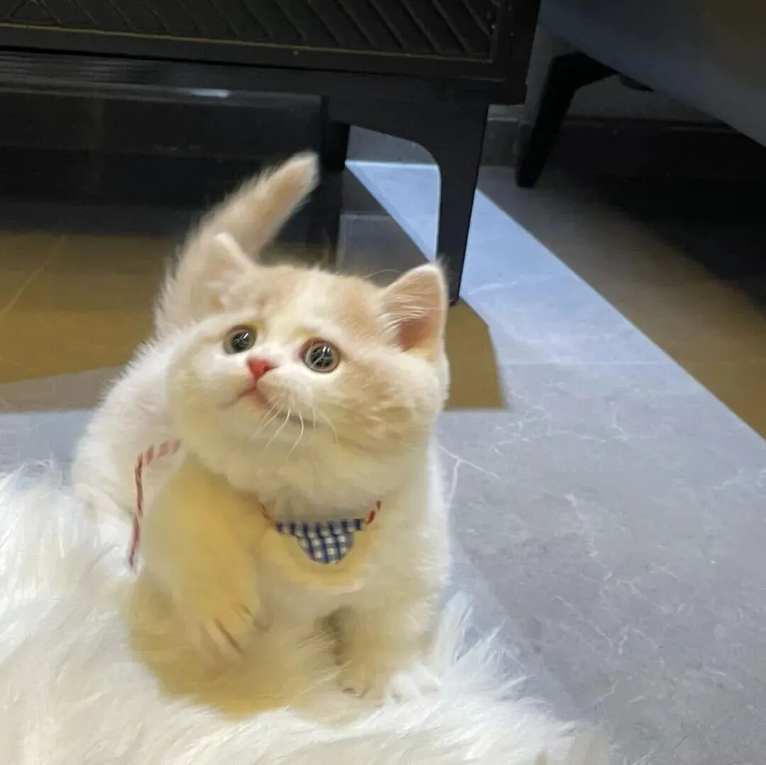 猫咪萌宠头像