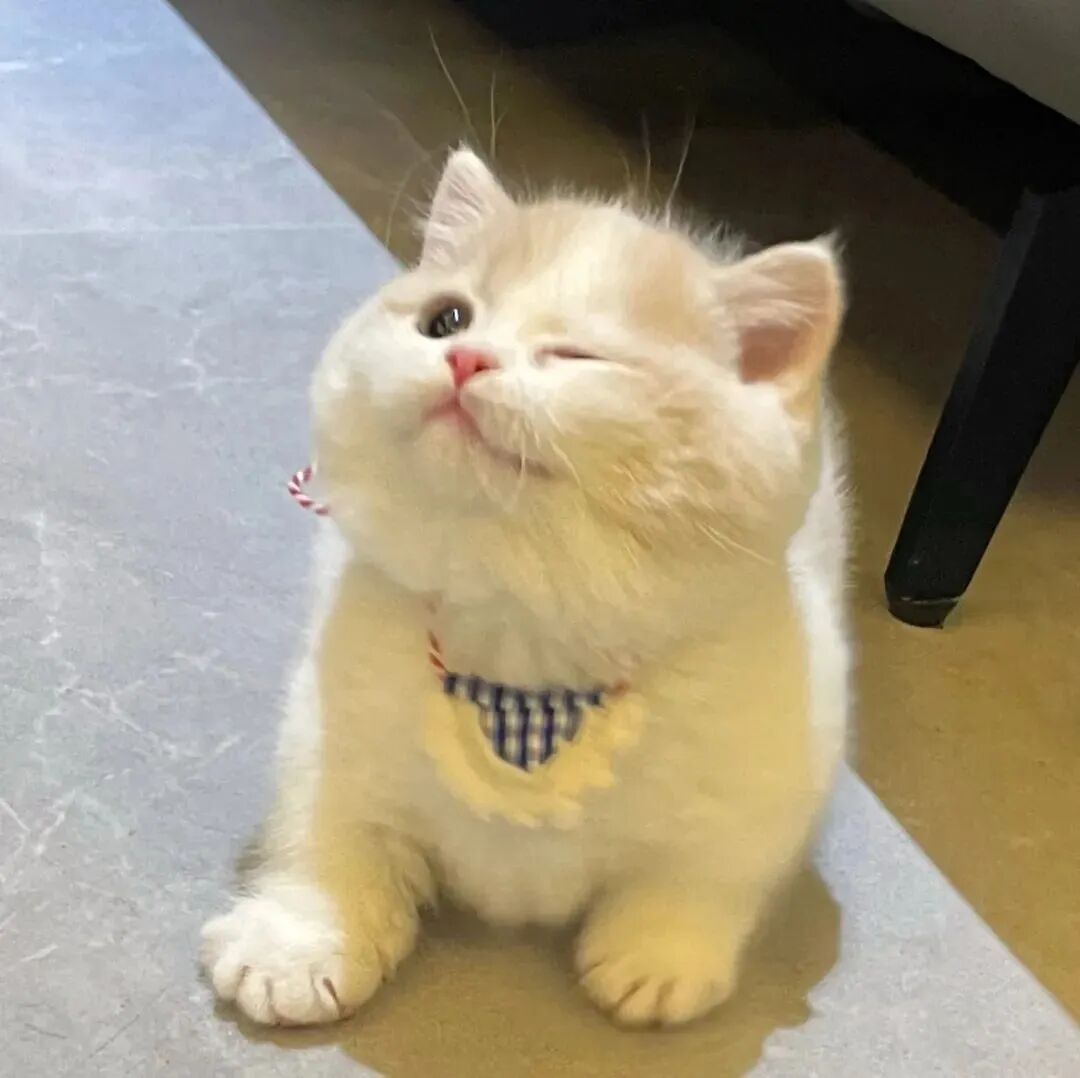猫咪萌宠头像