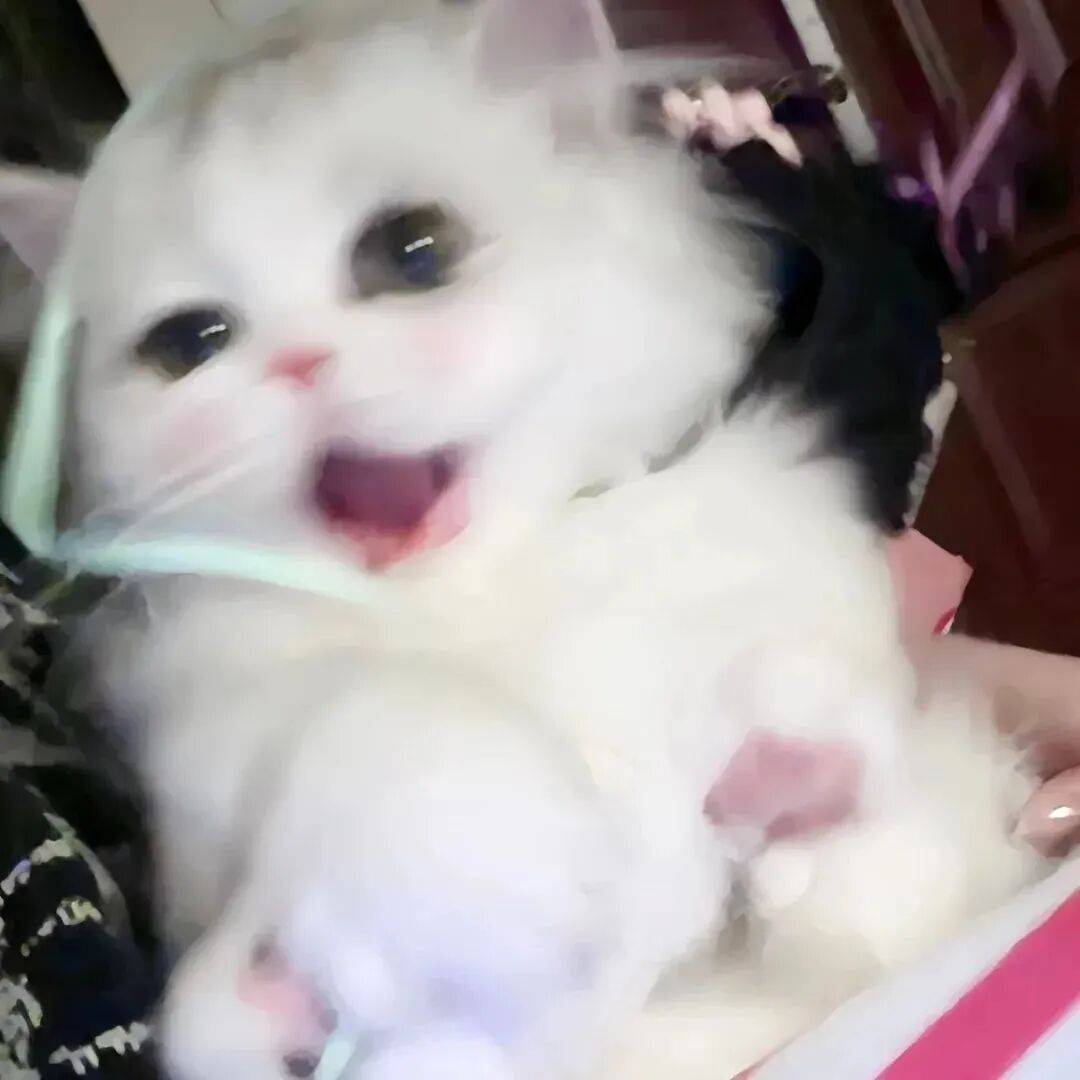 少女心猫咪萌宠头像