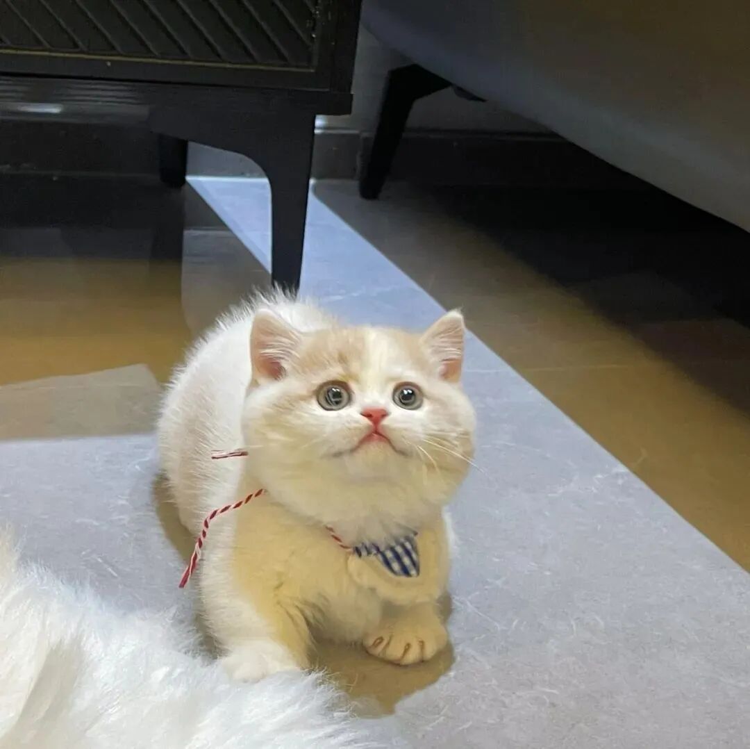 猫咪萌宠头像