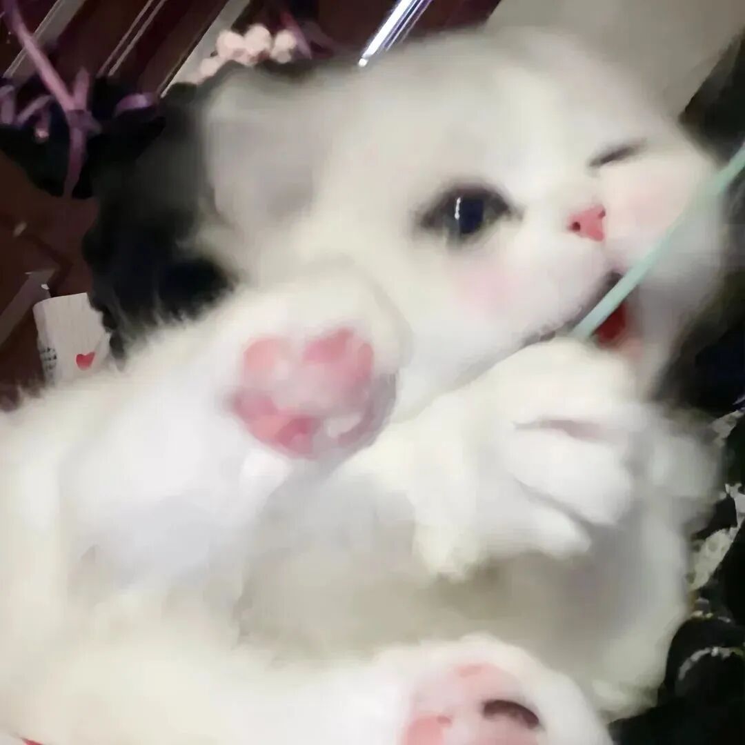 少女心猫咪萌宠头像
