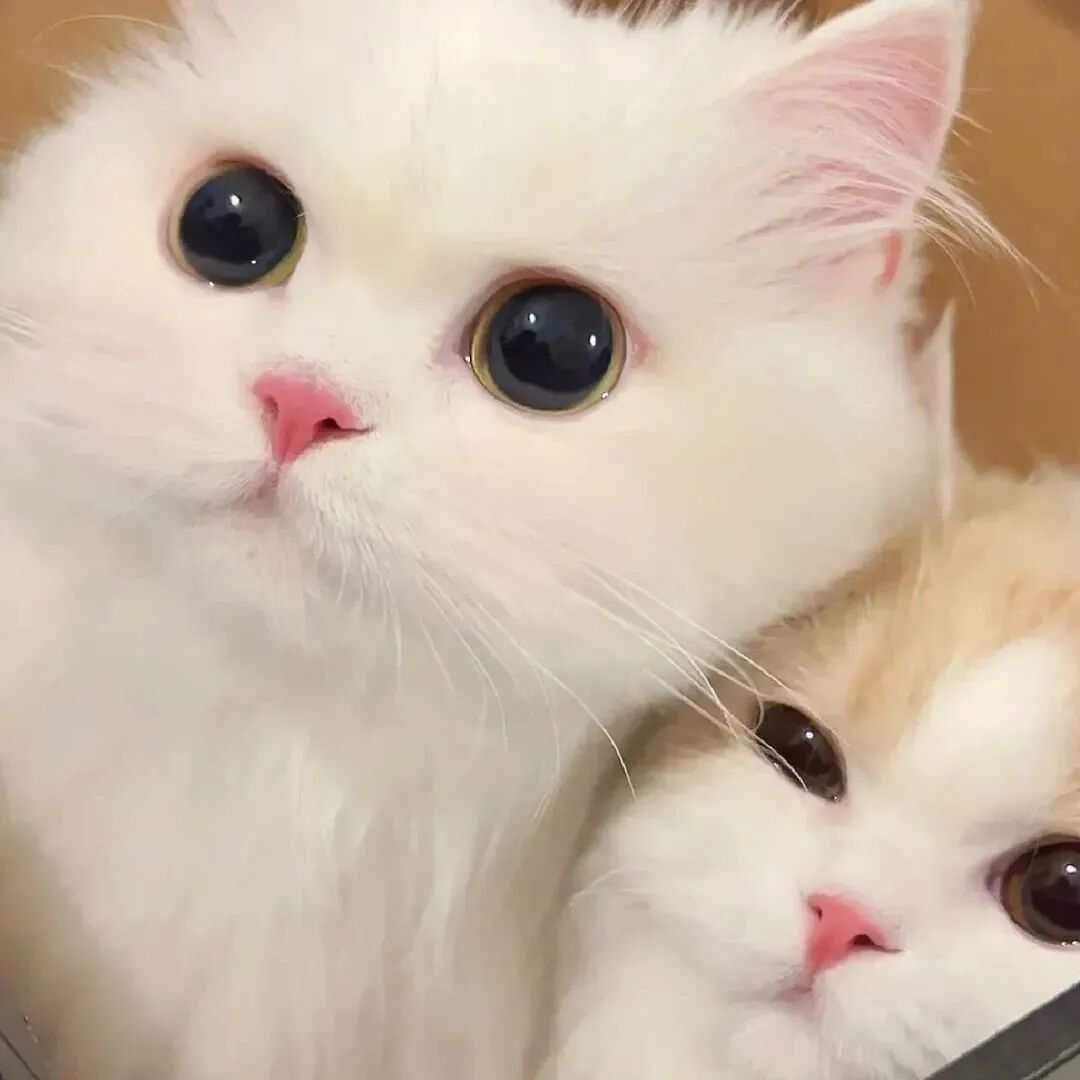 猫咪萌宠头像