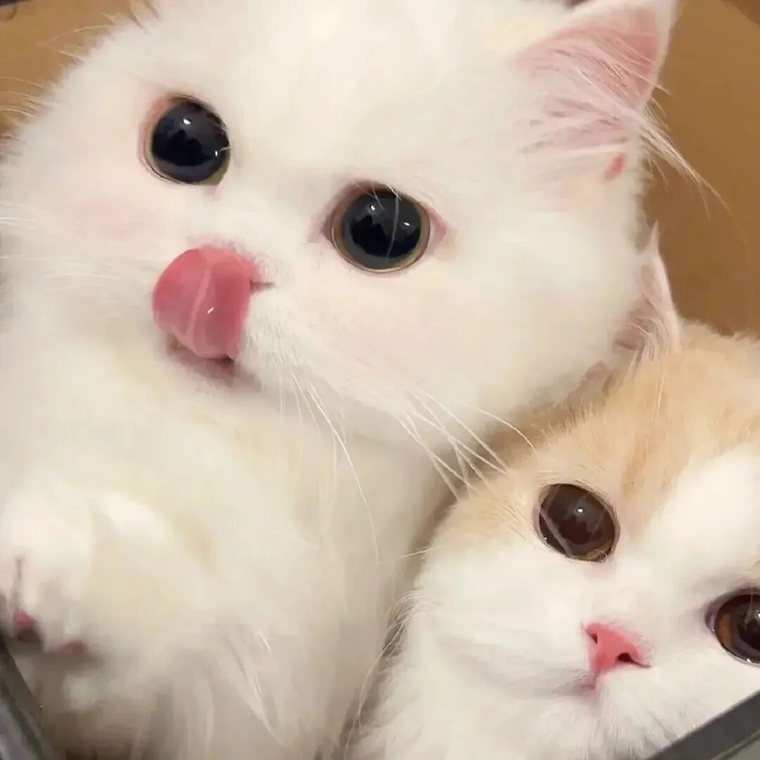 猫咪萌宠头像