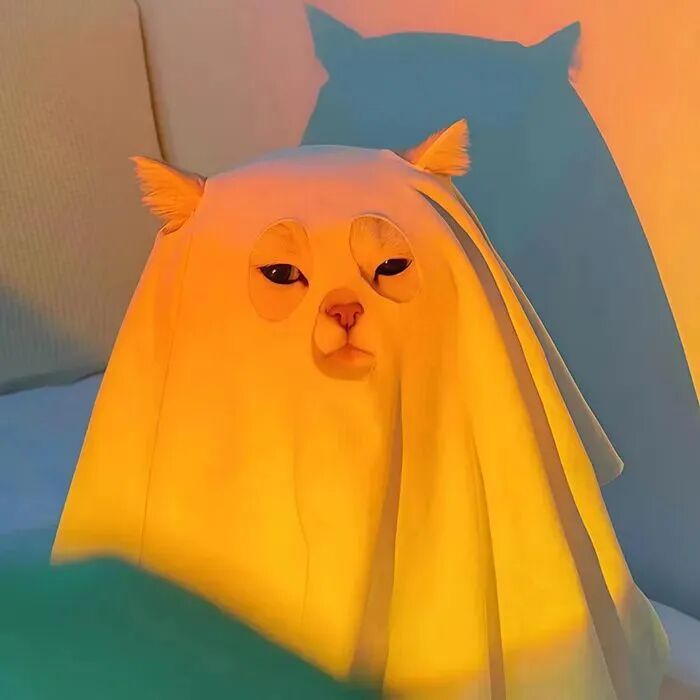 蒙面猫咪萌宠头像