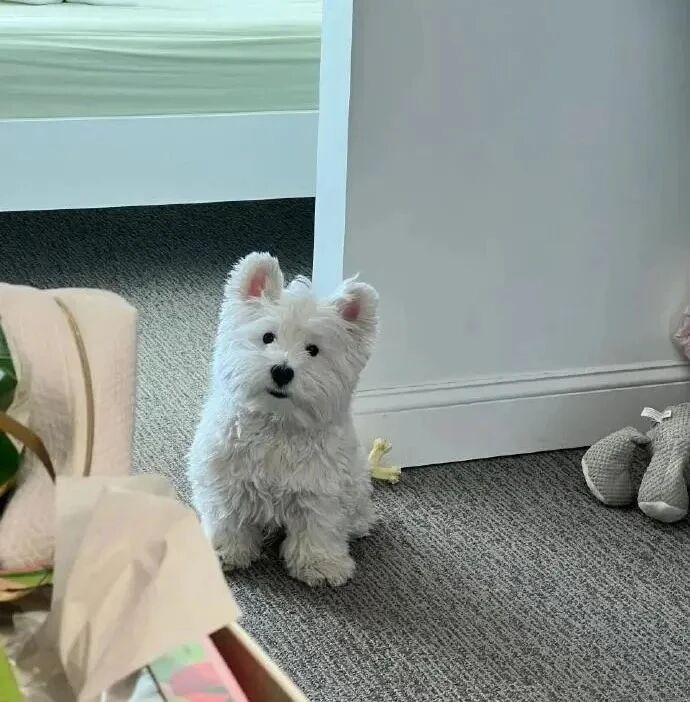 狗狗萌宠头像