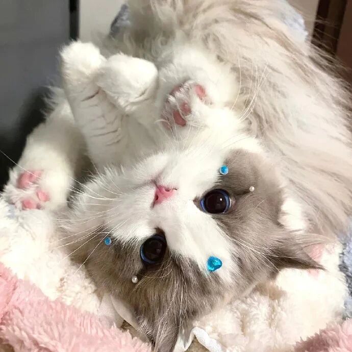 猫咪萌宠头像